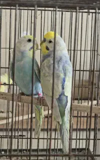 دو جفت مرغ عشق ریمبو