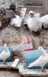 کود کبوتر
