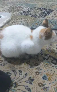 پیدا شده
