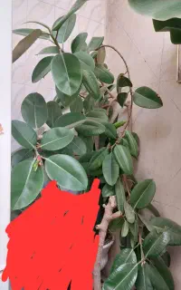 گل فیکوس آلاستیکا  (فیکوس آلمانی )
