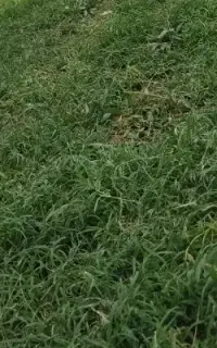 کود کفتر یا کبوتر
