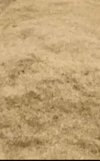 کاه گندم