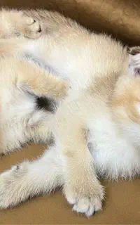 بچه گربه