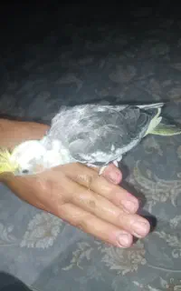 عروس هلندی