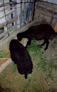 دوعدد بره نرو ماده چاق