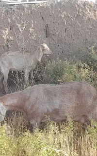 فروشی
