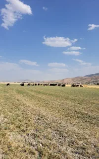 ۳راس بره نر چاق