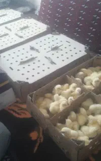 گوشتی راس 307 درجه یک محلی اصل