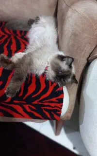 گربه ماده اصیل چشم ابی عقیم شده