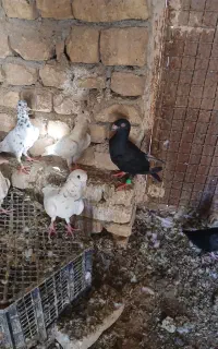 کبوتران فروشی