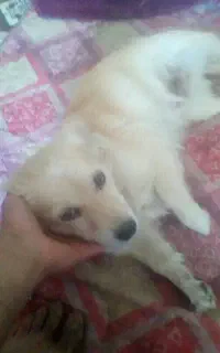 سگ گمشده زرین شهر