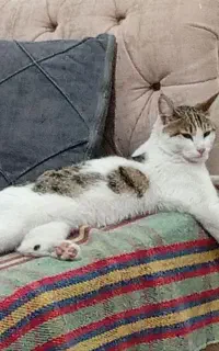 گربه واگذاری سالم با شناسنامه به صورت رایگان