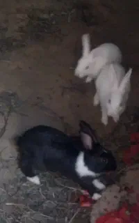 خرگوش