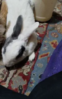 خرگوش نروماده جفت