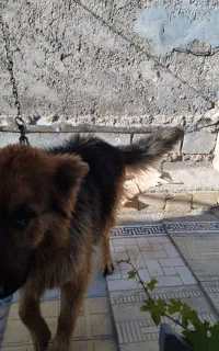 سگ ژرمن خالص خالص
