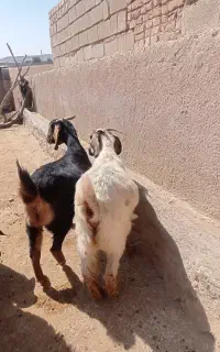 یک بزغاله جوان به فروش میرسد