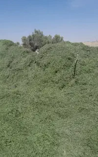 یونجه خشک