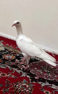کفتر یهودی سفید.دوکت زیبا