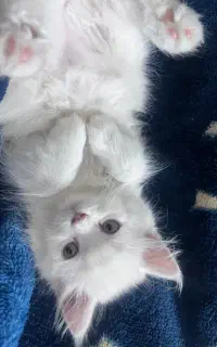 گربه پرشین کلاسیک