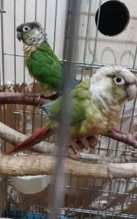 گرینچیک جفت مولد دو ساله با چهار جوجه ۲۵ روزه