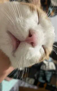 واگذاری گربه