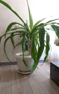 گل  اشک ملکه