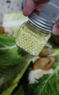 خاویار حلزون ۲۰۰ عدد ۲۰۰ تومن