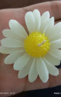 شمع گل بابونه،شمع وارمر،شمع محرم گل لاله شمع قلمی