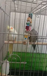 عروس  جفت