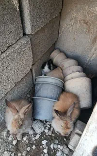 خرگوش نژاد دار