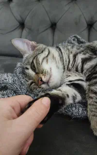 بچه گربه گمشده
