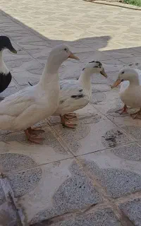 اردک تخم گذار