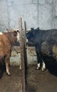 گاو نر