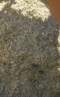 لوبیا چیتی کاه درجه یک به شرط