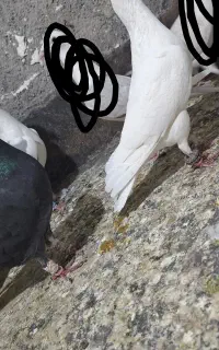 کفتر پرش
