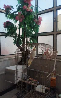 عروس هلندی