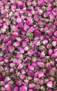 غنچه گل محمدی