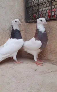 جفت طوقی
