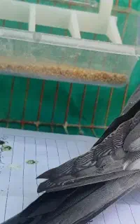 عروس هلندی