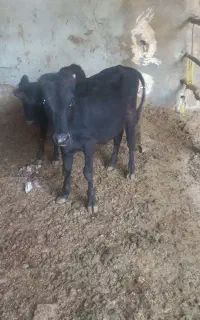 گوساله نر دورگ زنجان