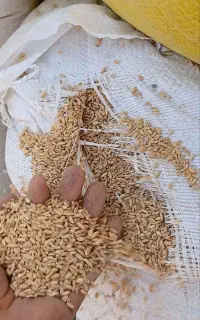 خرده گندم،سبوس