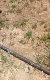فروش بره نر