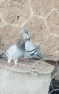 فروش