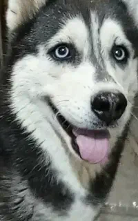 گمشده سگ هاسکی ماده