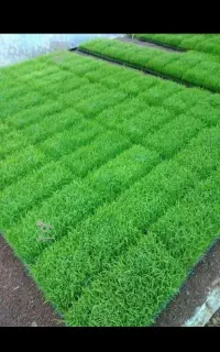 تیم آماده نشا طارمی