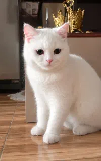 گربه نژاد بریتیش لانگ‌هیر اصیل