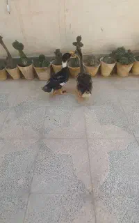 اردک ۸ ماهه