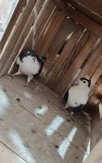 چهار جفت نروماده دوبحر،دولا