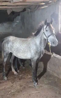 مادیان همراه ۲ عدد اسب کره
