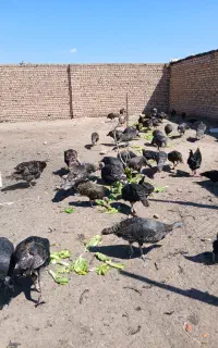 تخم نطفه دار بوقلمون برنز